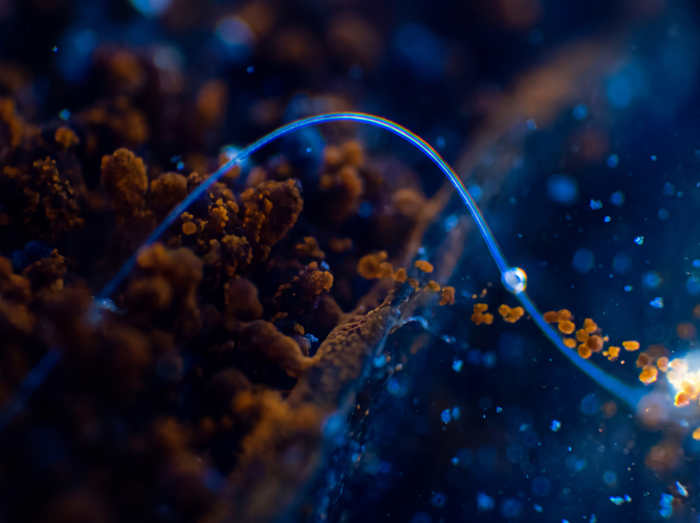 Ultra Methylene Blue dropper bottle close-up